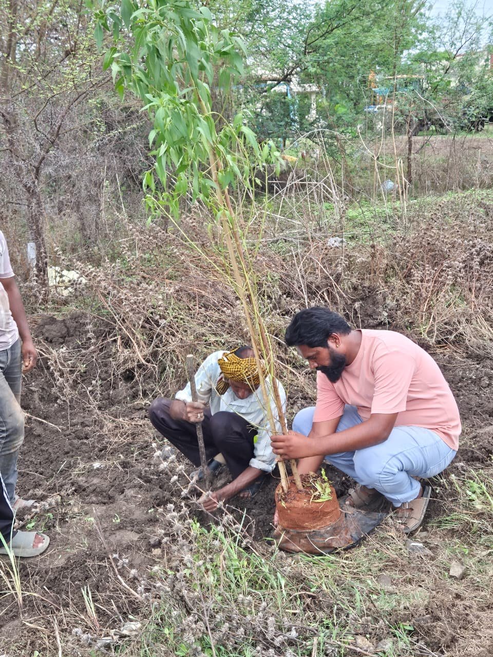 Tree Plantation Drive