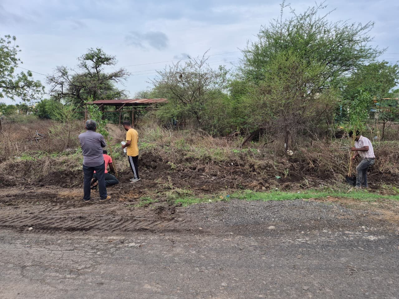 Tree Plantation Drive